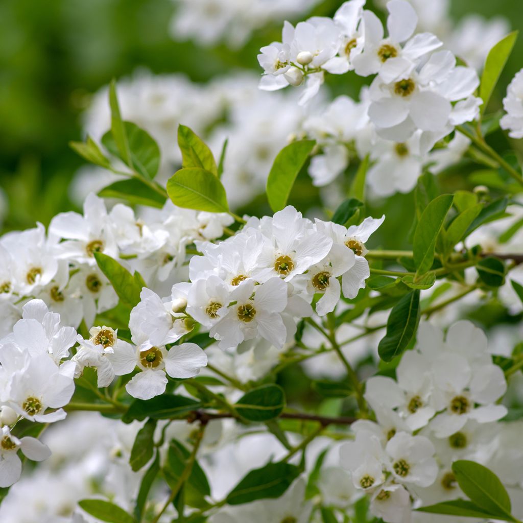 Prunkspiere Snow Mountain - Exochorda racemosa