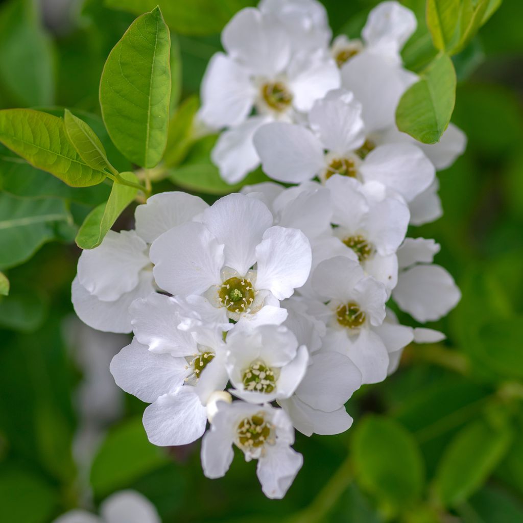 Prunkspiere Snow Mountain - Exochorda racemosa