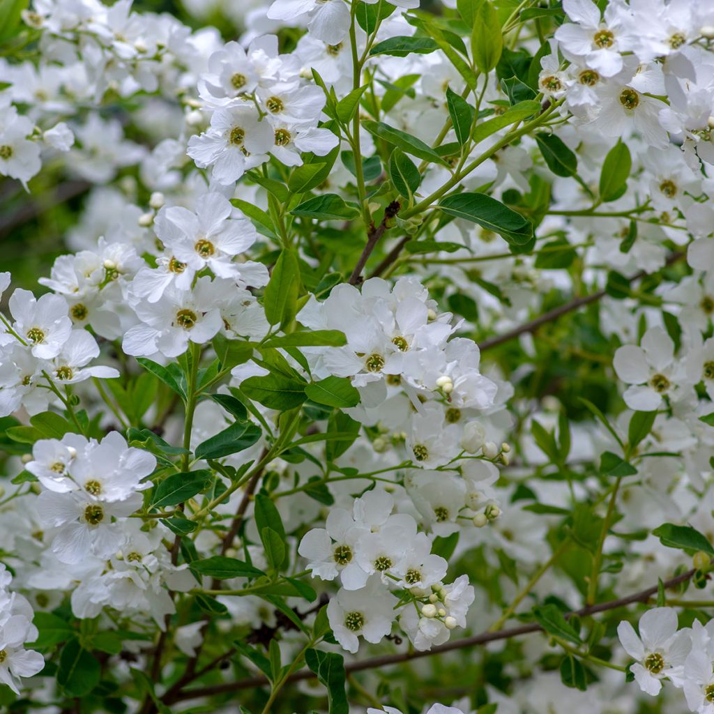 Prunkspiere Snow Mountain - Exochorda racemosa