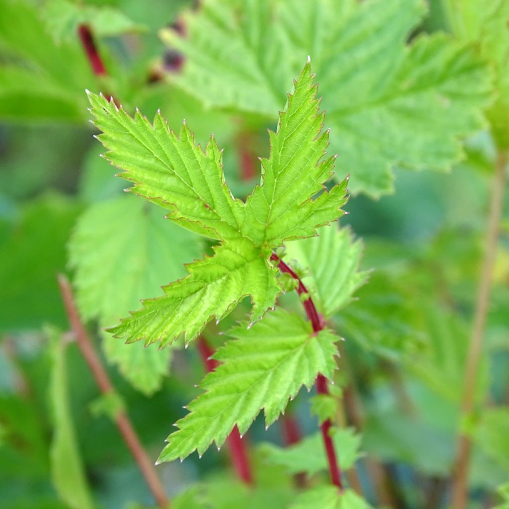 Echtes Mädesüß - Filipendula ulmaria