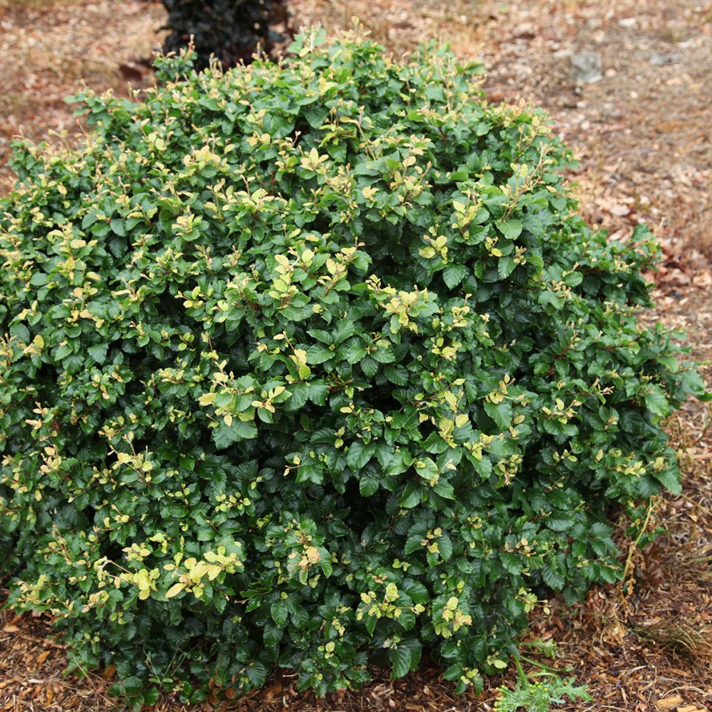 Rotbuche Asterix - Fagus sylvatica
