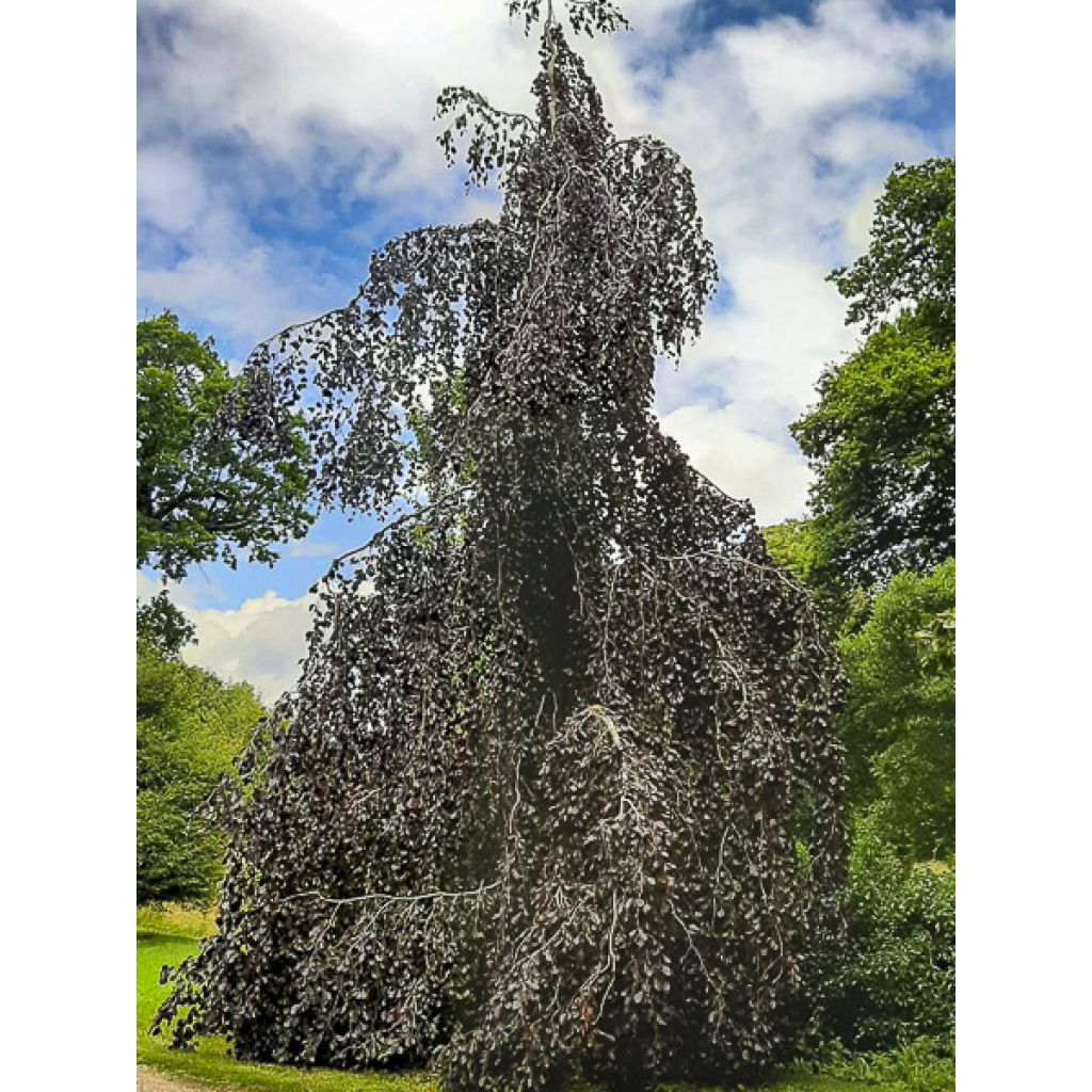 Rotbuche Black Swan - Fagus sylvatica