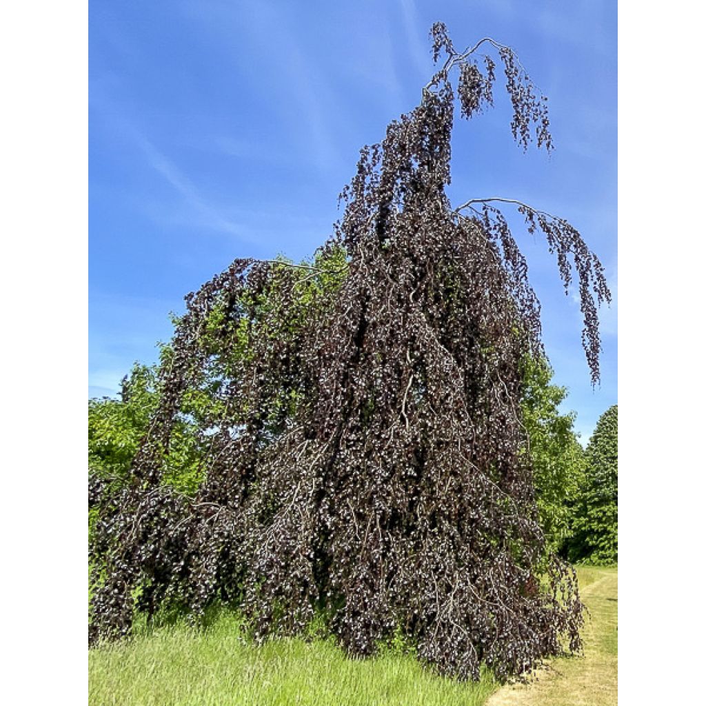 Rotbuche Black Swan - Fagus sylvatica