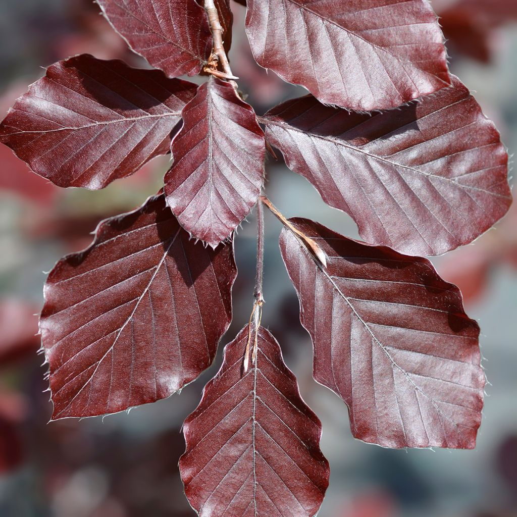 Rotbuche Dawyck Purple - Fagus sylvatica