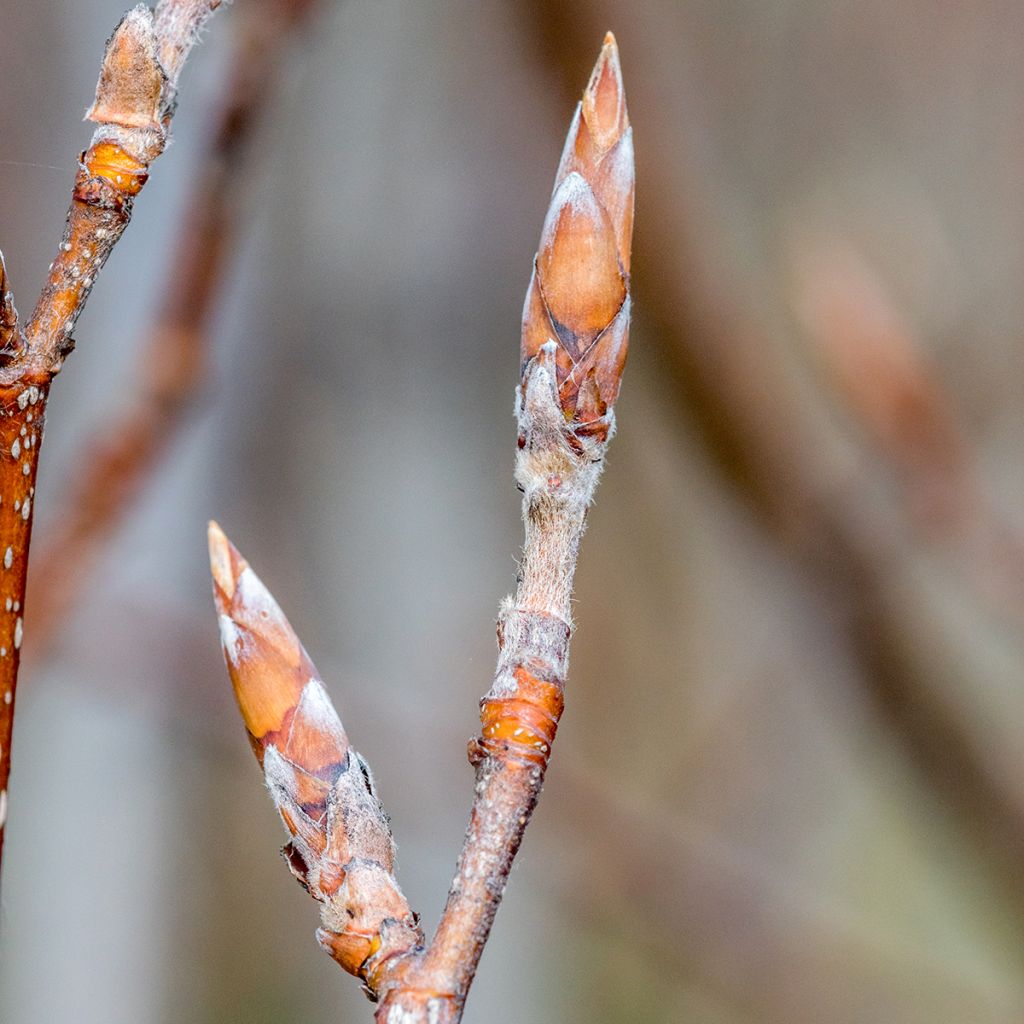 Rotbuche Dawyck Purple - Fagus sylvatica