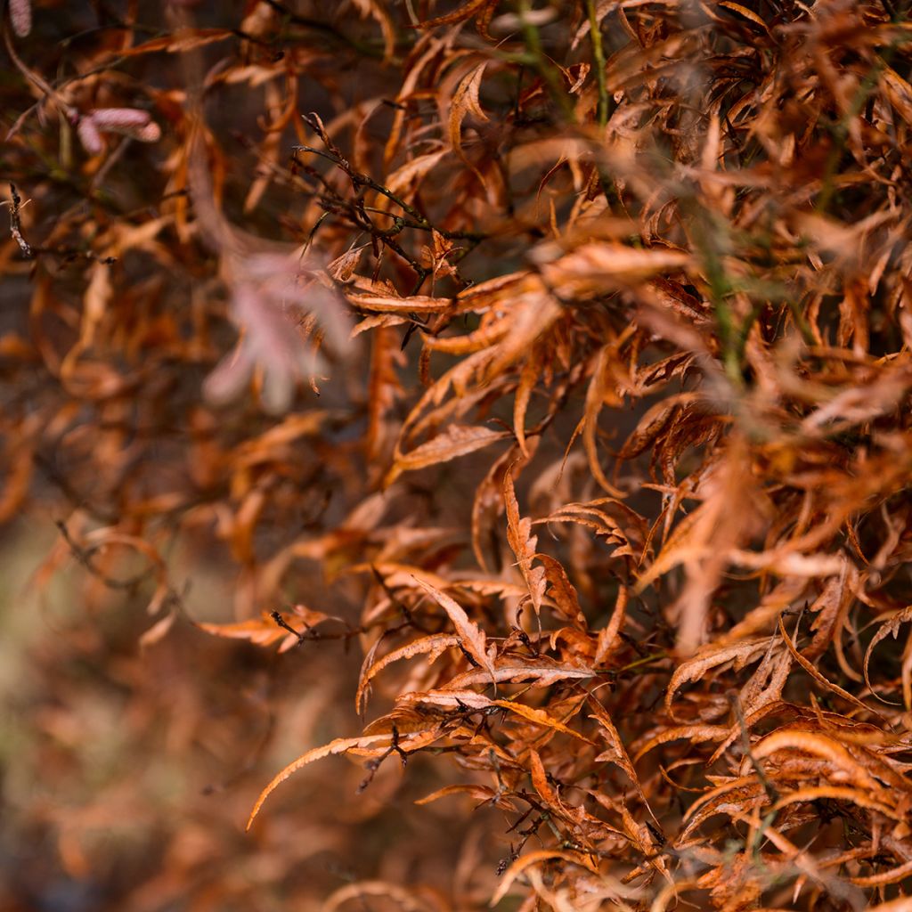 Rotbuche Mercedes - Fagus sylvatica