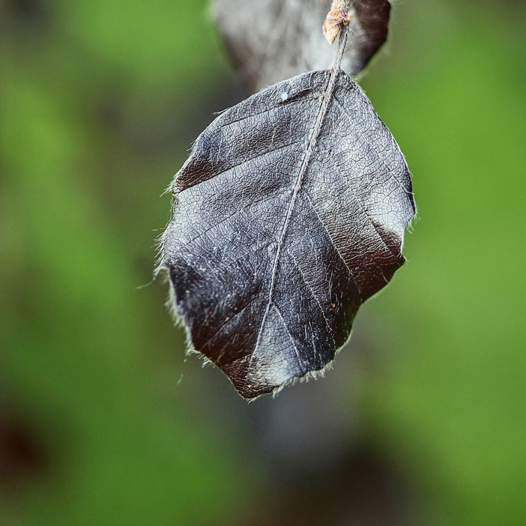 Rotbuche Purple Fountain - Fagus sylvatica