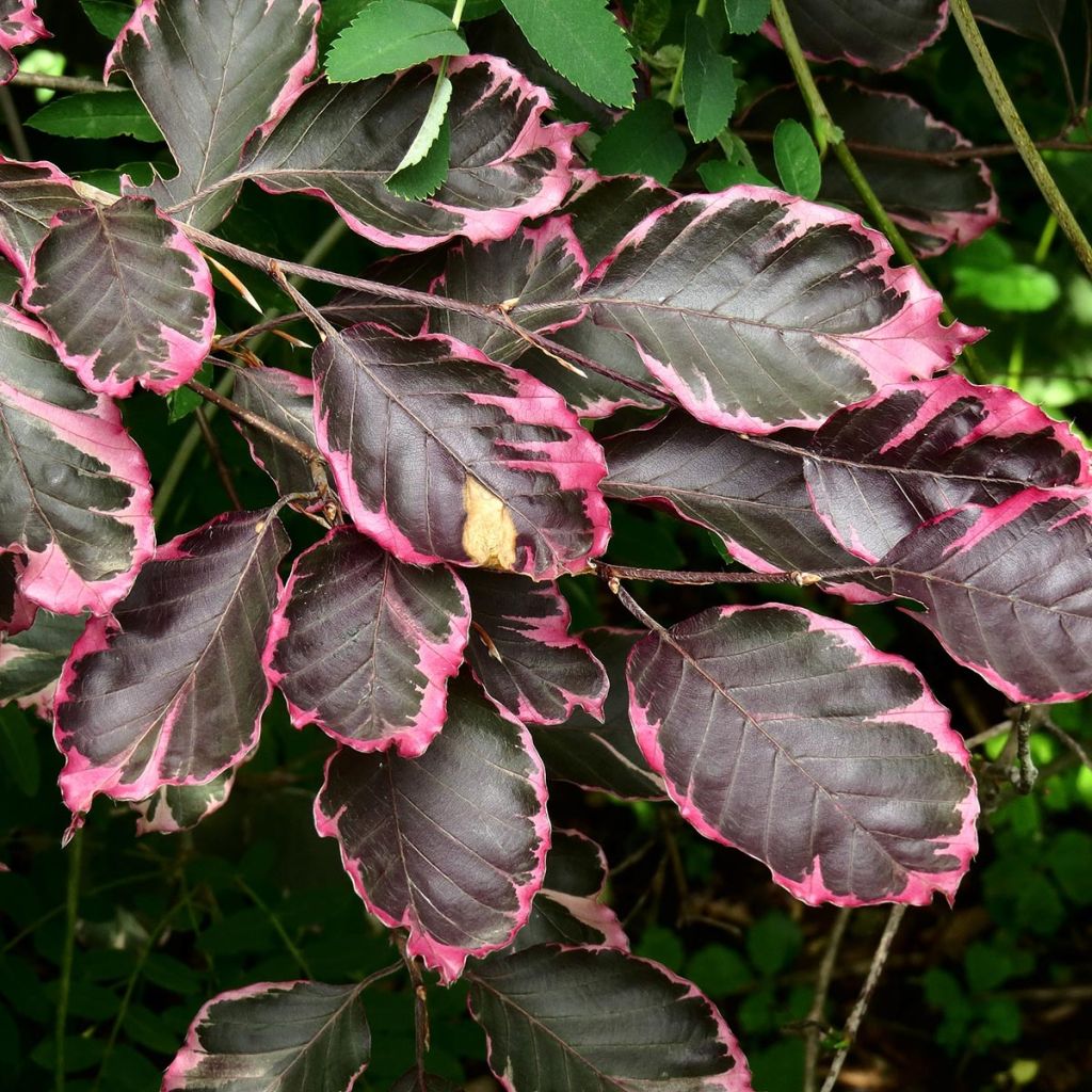 Rotbuche Purpurea Tricolor - Fagus sylvatica