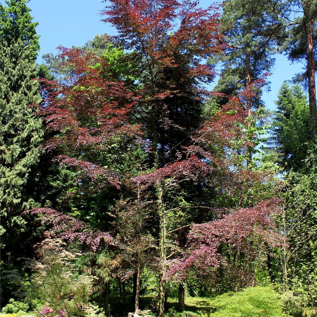 Rotbuche Purpurea Tricolor - Fagus sylvatica