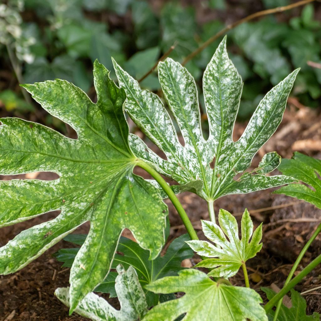 Fatsia japonica Spider's Web - Zimmeraralie