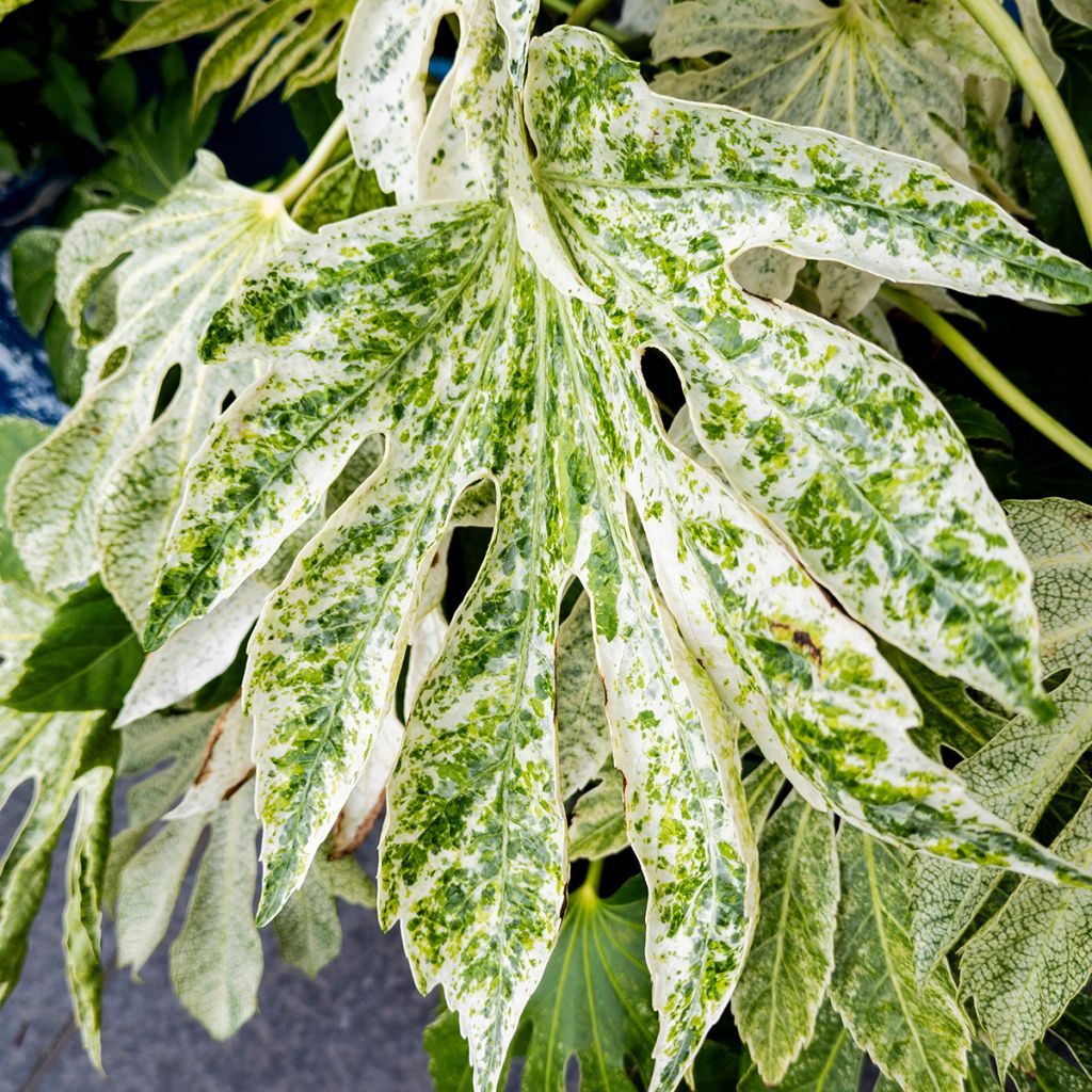 Fatsia japonica Spider's Web - Zimmeraralie
