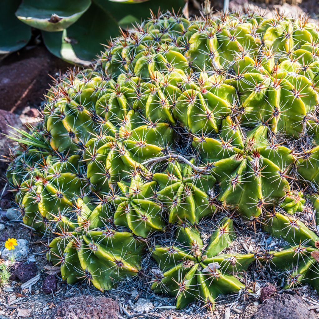 Ferocactus robustus - Ferokaktus
