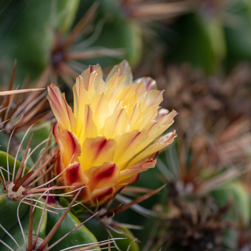 Ferocactus robustus - Ferokaktus