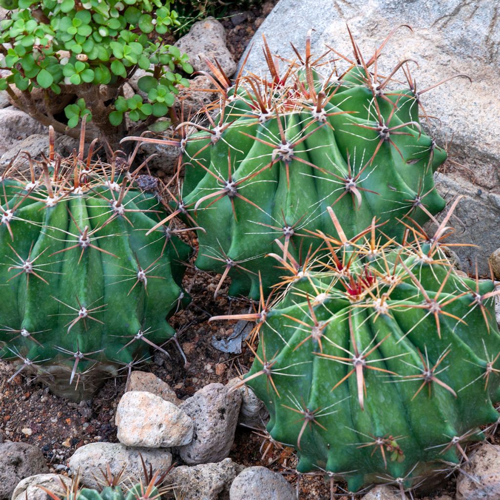 Ferocactus latispinus - Ferokaktus