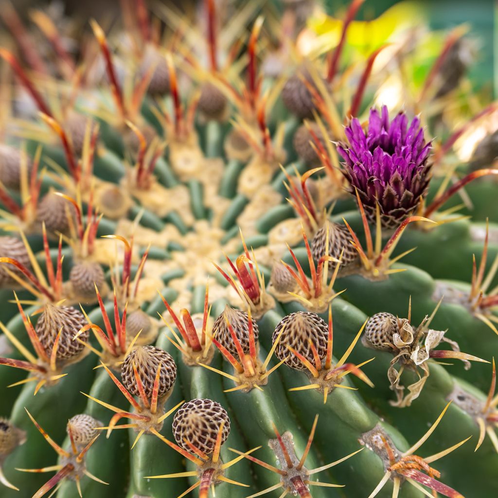 Ferocactus latispinus - Ferokaktus