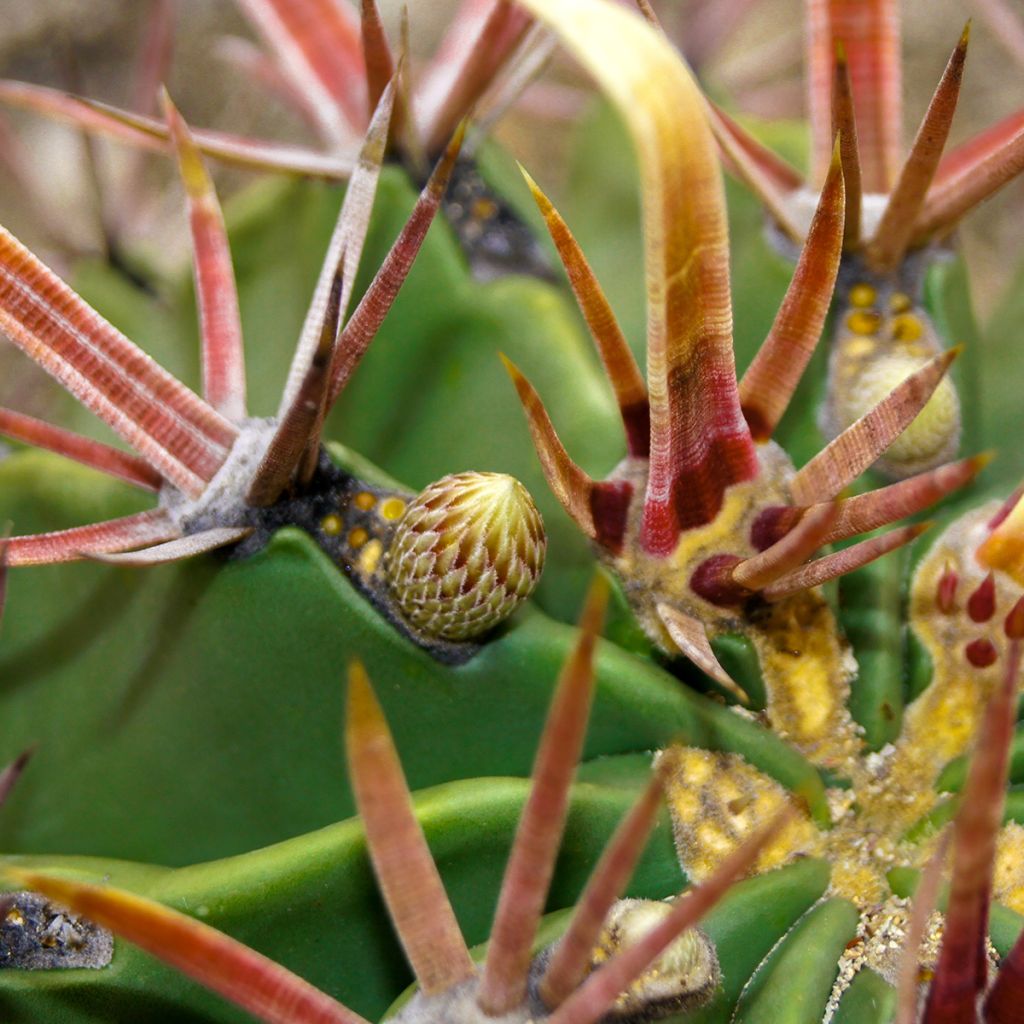 Ferocactus latispinus - Ferokaktus