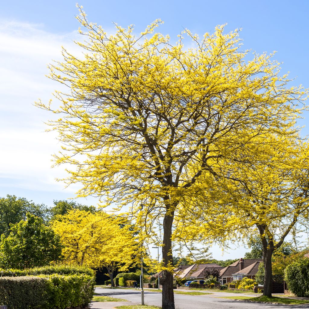 Gleditsia triacanthos f.inermis Sunburst - Gleditschie
