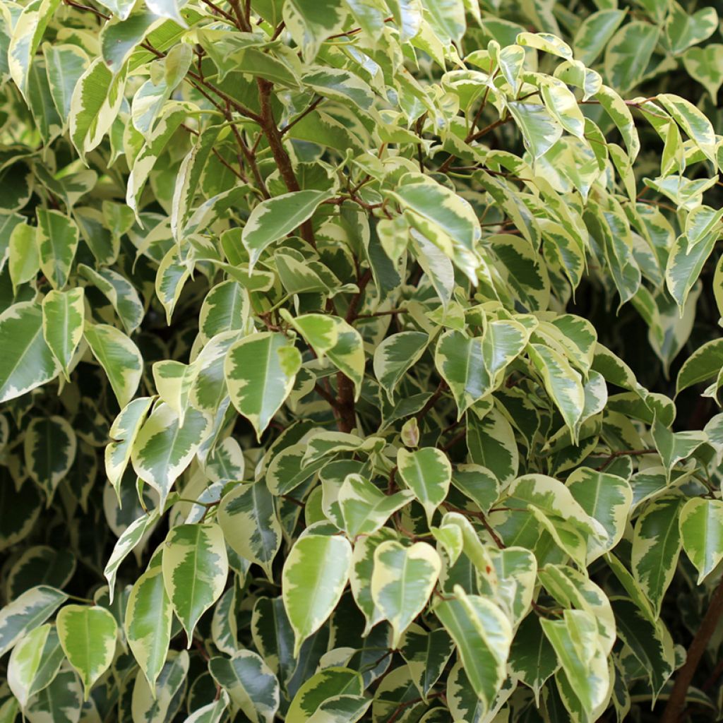 Ficus benjamina Golden King - Birkenfeige