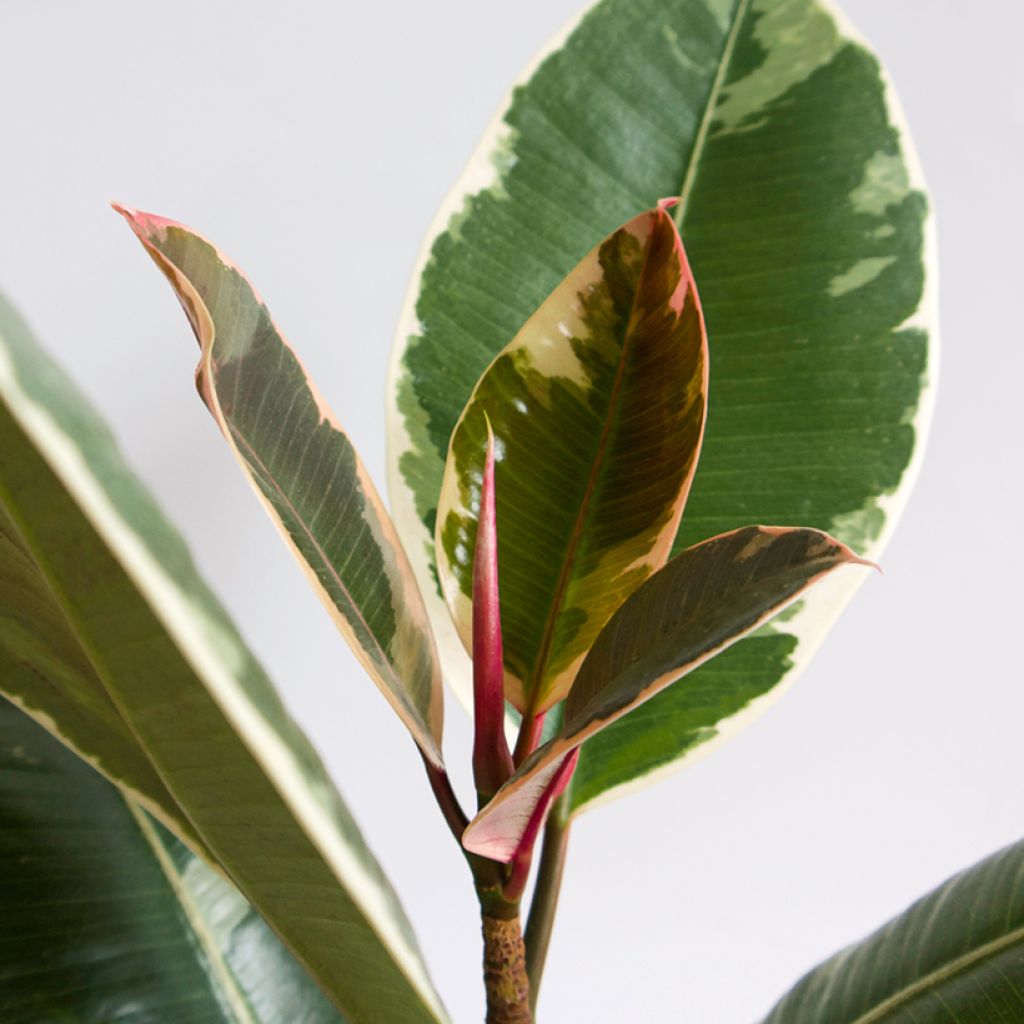 Gummibaum - Ficus Tineke