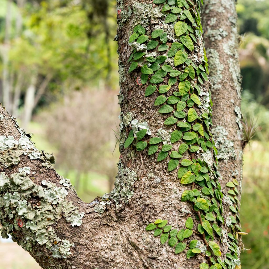 Ficus pumila Arina - Kletter-Feige
