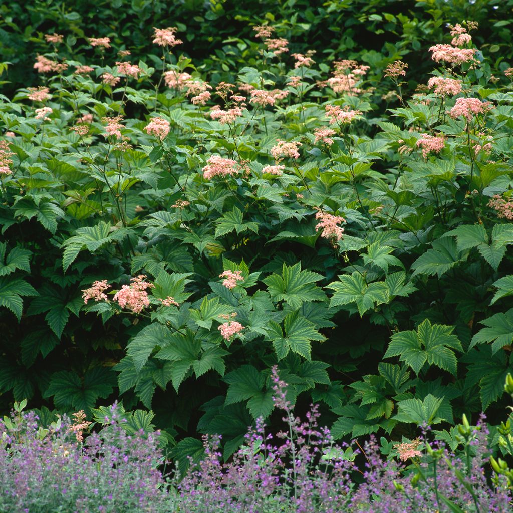 Kamtschatka-Mädesüß - Filipendula camtschatica