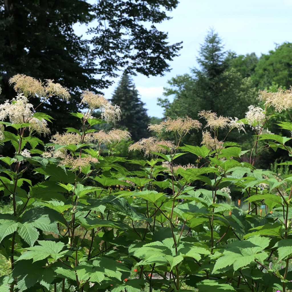 Kamtschatka-Mädesüß - Filipendula camtschatica