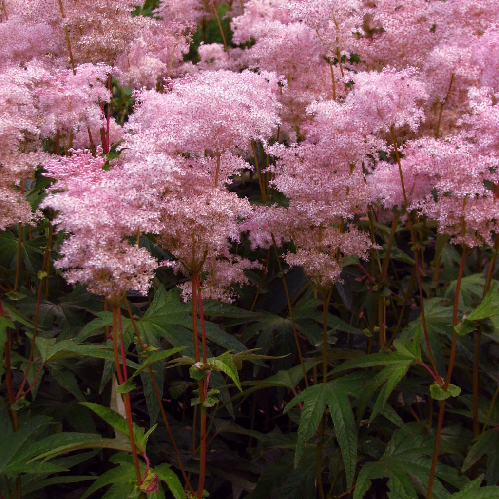 Palmblättriges Mädesüß - Filipendula palmata