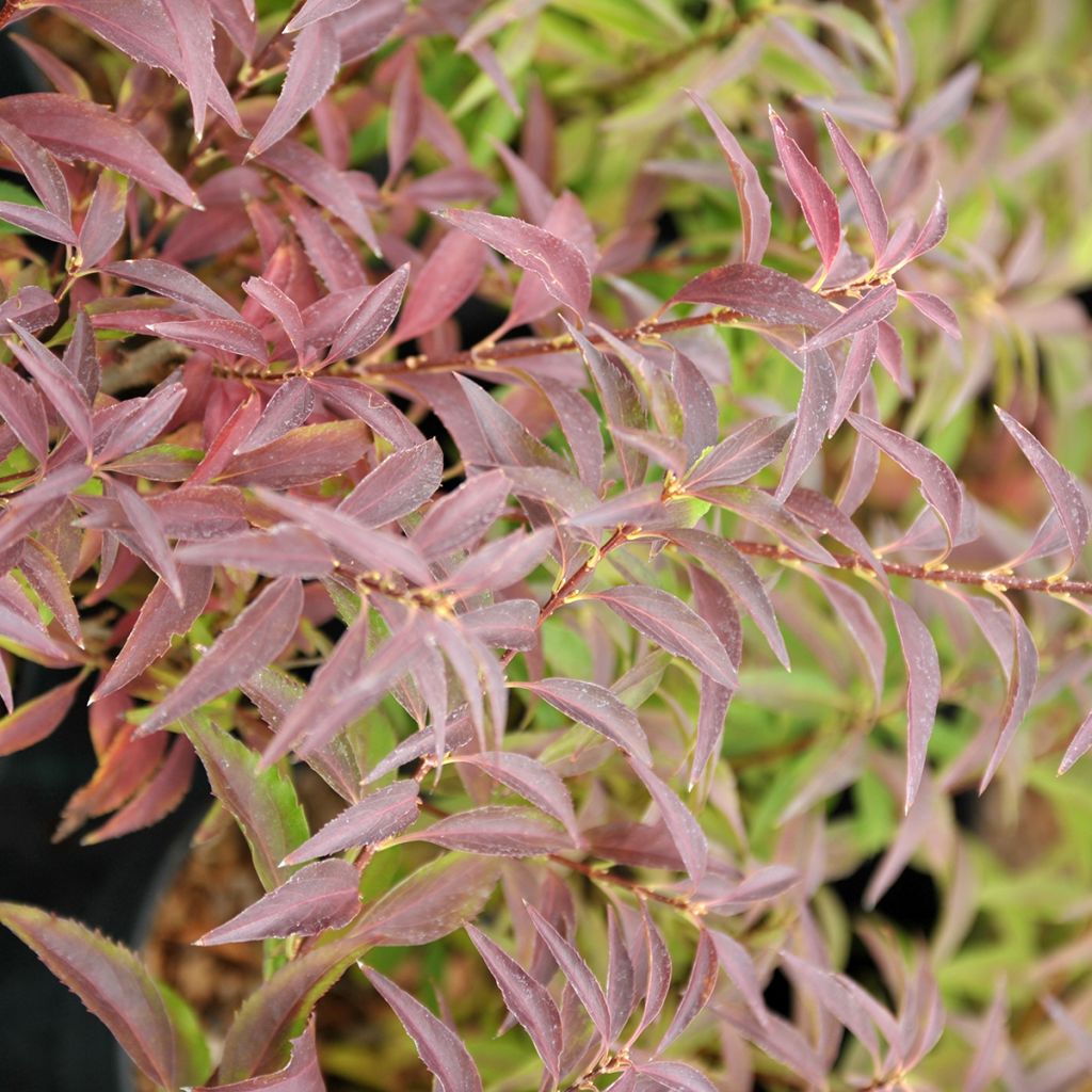 Goldglöckchen Mêlée d'Or - Forsythie