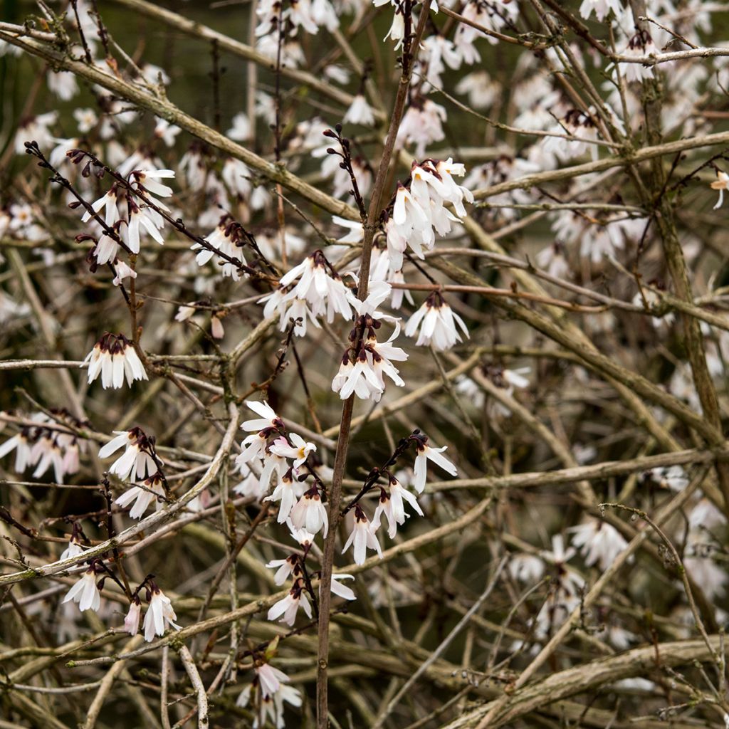 Abeliophyllum distichum - Schneeforsythie
