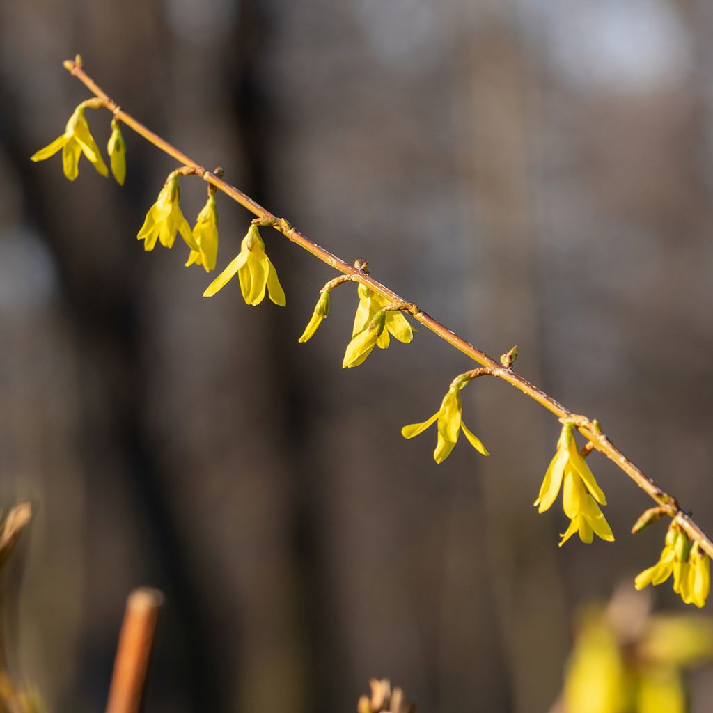 Goldglöckchen Lynwood - Forsythie