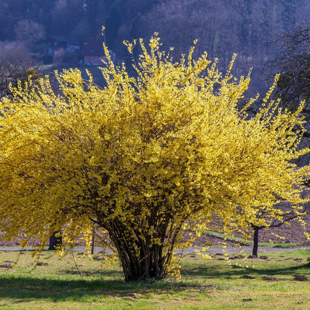 Goldglöckchen Lynwood - Forsythie