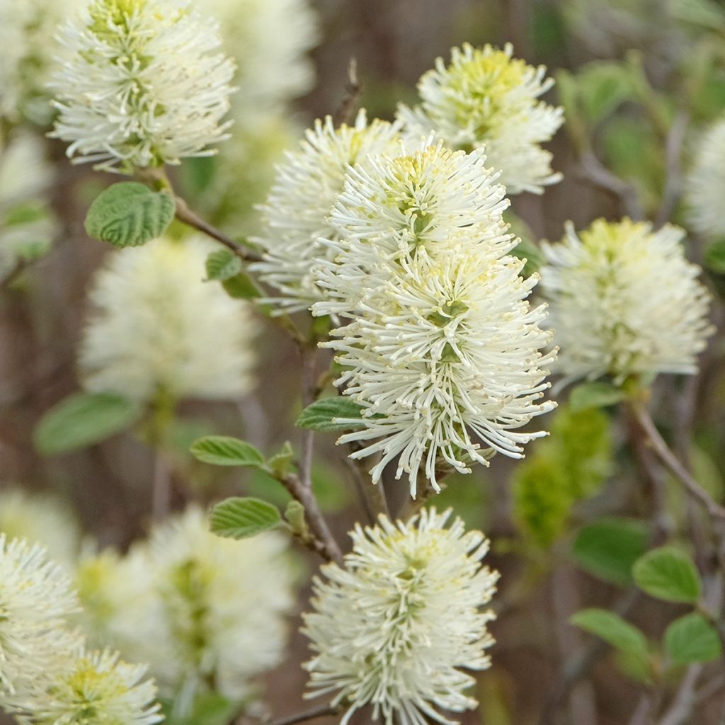 Federbuschstrauch Blue Shadow - Fothergilla intermedia