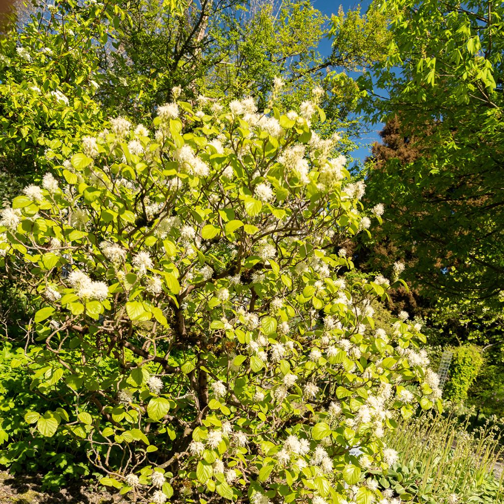 Federbuschstrauch - Fothergilla major