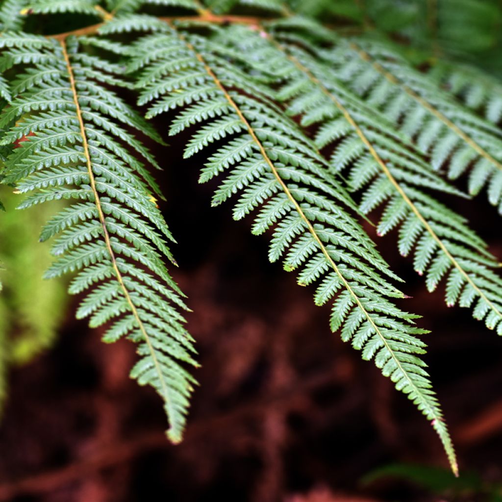 Dicksonia fibrosa - Goldener Baumfarn