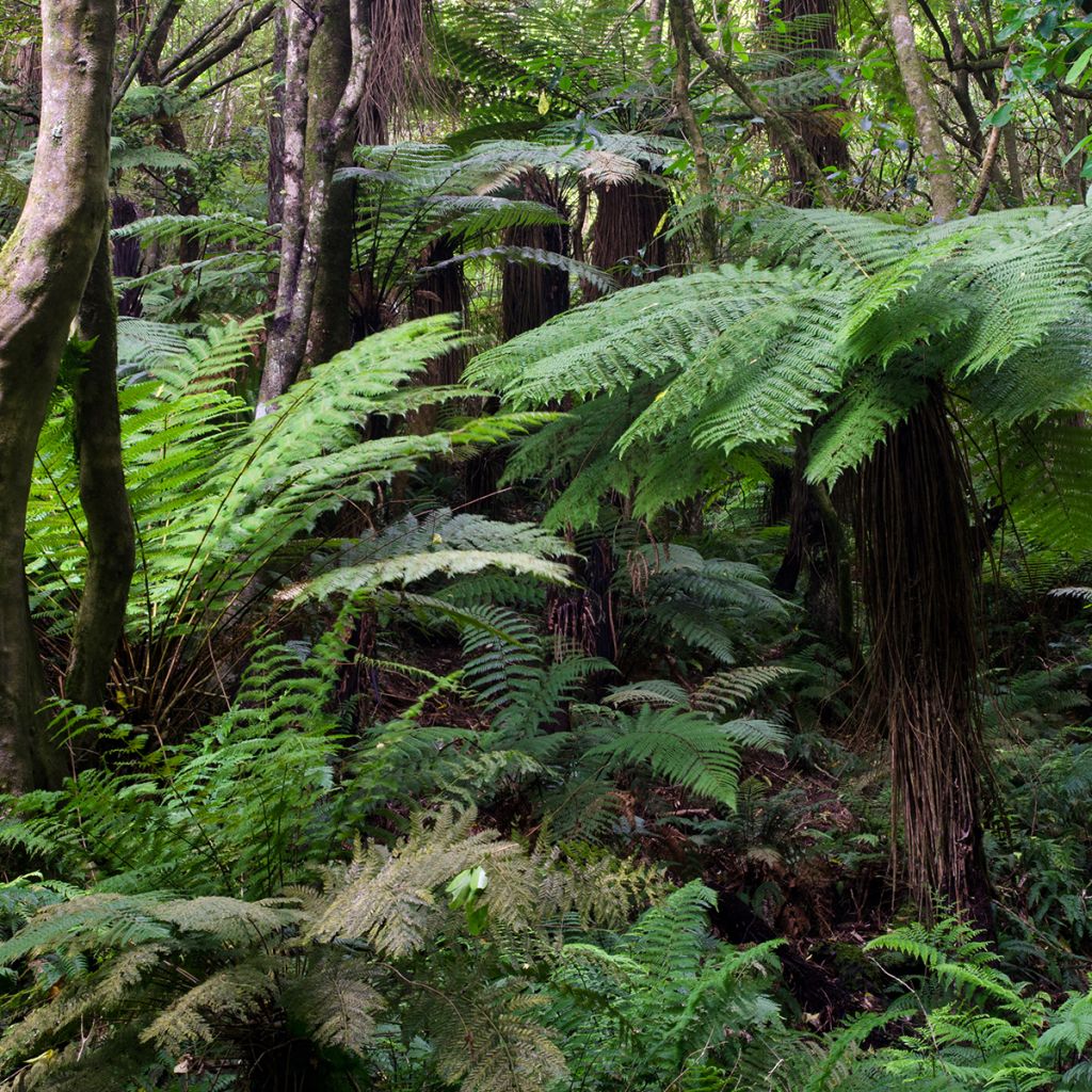 Dicksonia fibrosa - Goldener Baumfarn