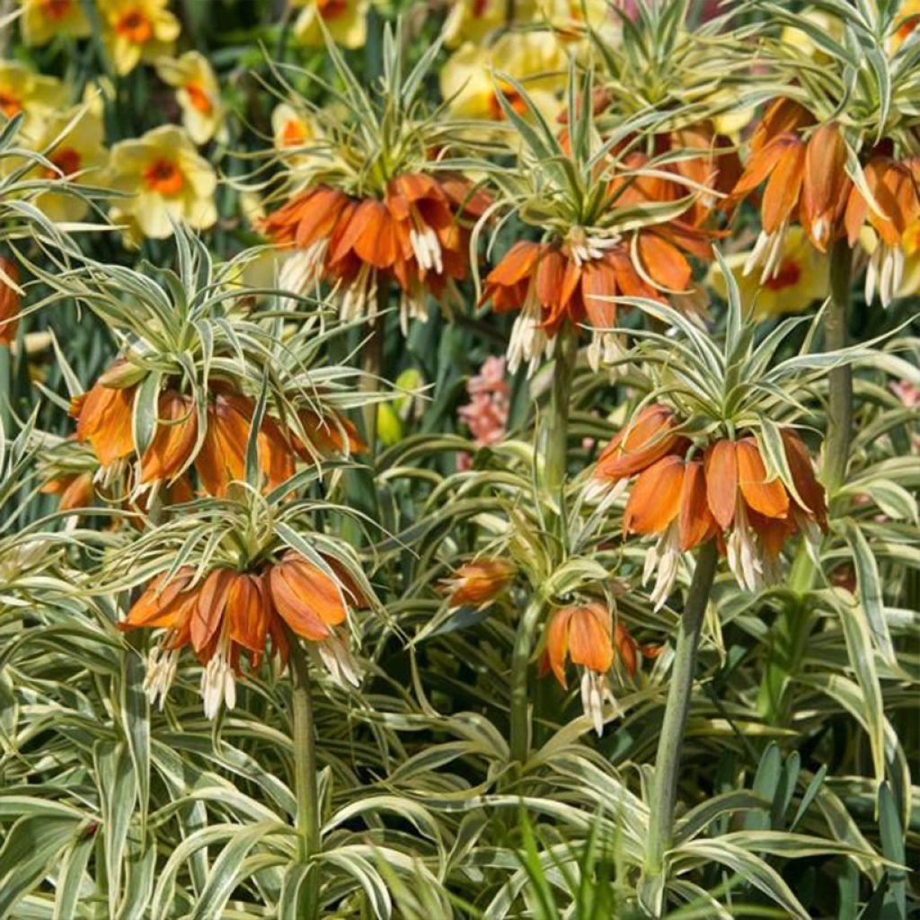 Kaiserkrone Argentea Variegata - Fritillaria imperialis