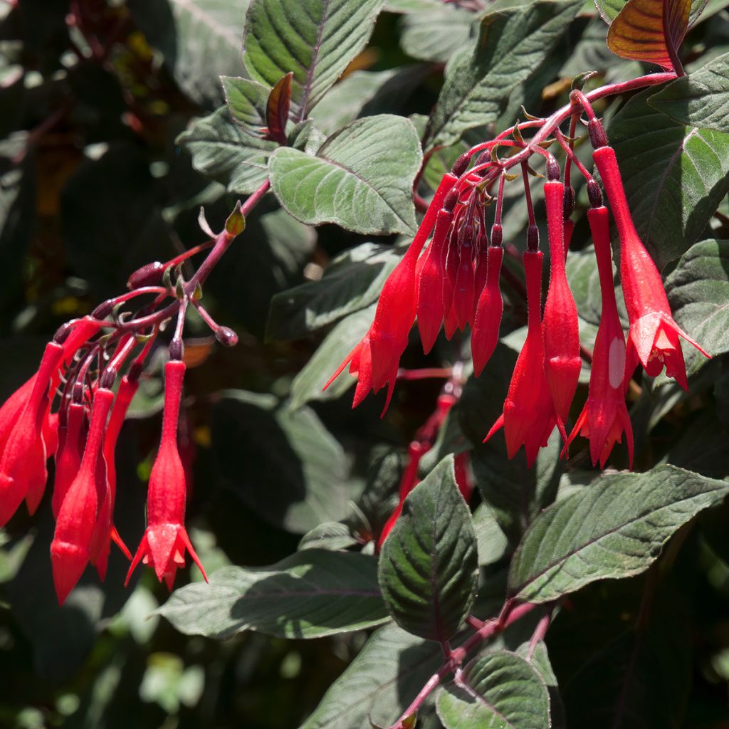 Fuchsia triphylla Bush Gartenmeister Bonstedt