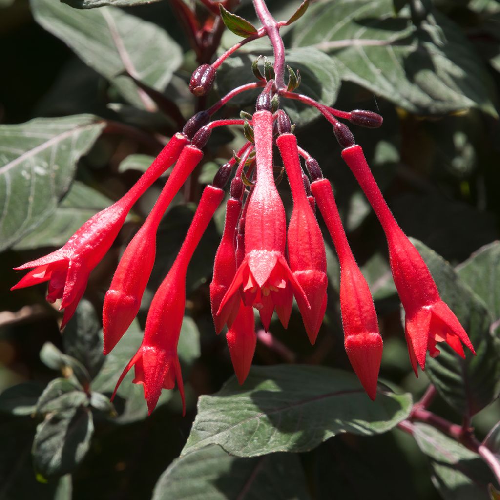 Fuchsia triphylla Bush Gartenmeister Bonstedt