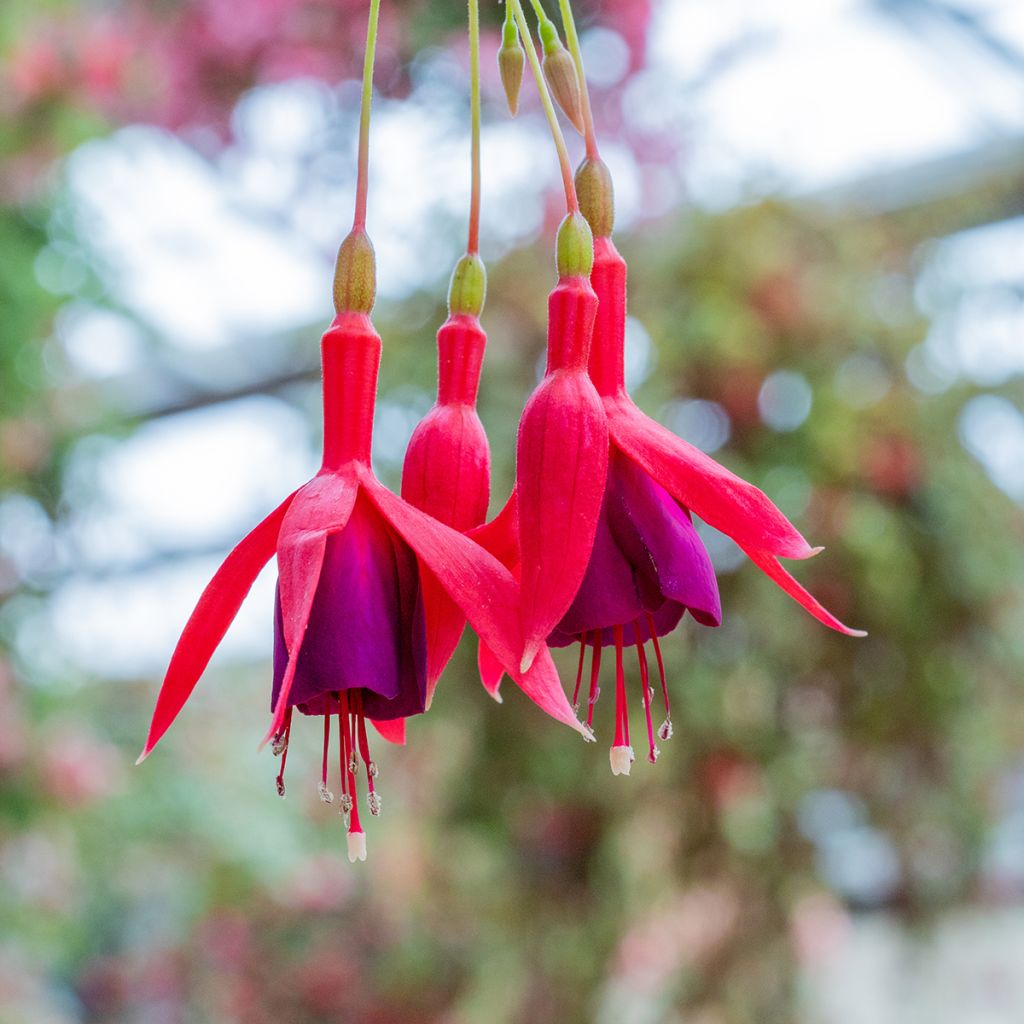 Fuchsia magellanica Genii - Scharlach-Fuchsie