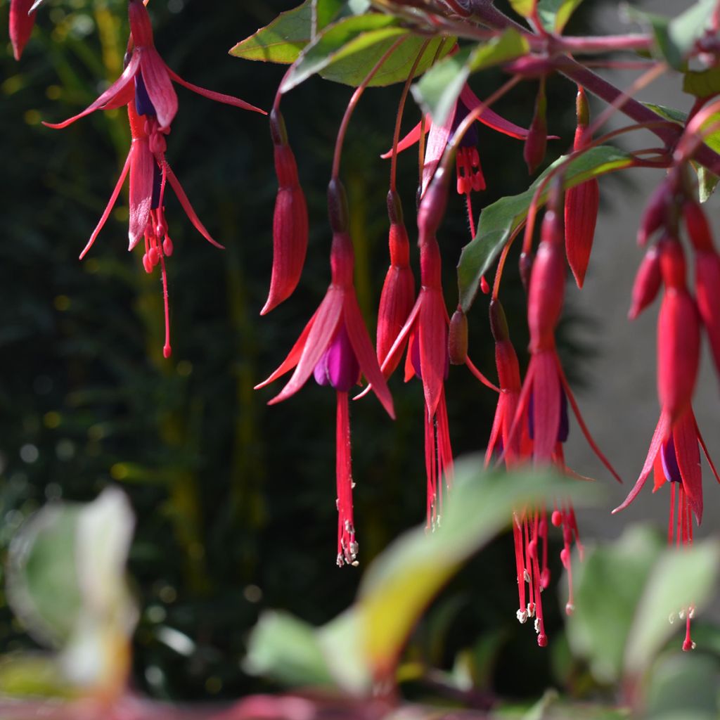 Fuchsia magellanica var. gracilis - Scharlach-Fuchsie
