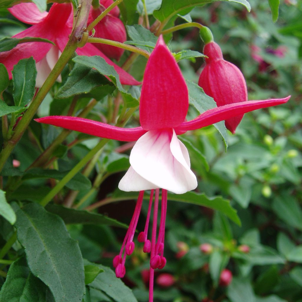Fuchsia Ernie