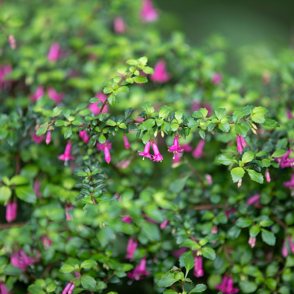 Fuchsia microphylla subsp. microphylla