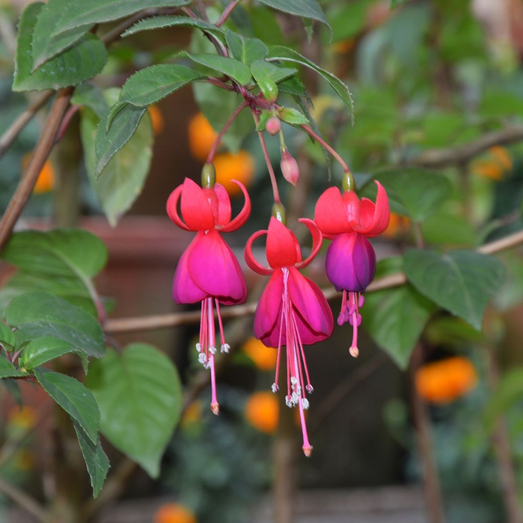 Fuchsia Charming