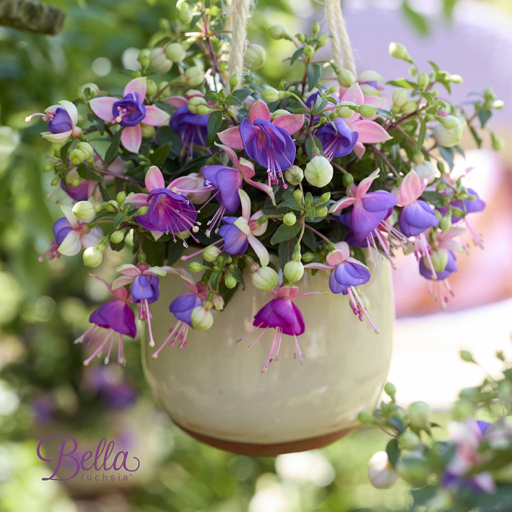 Fuchsia Bella Diana