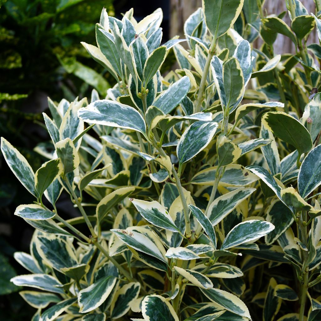 Japanischer Spindelstrauch Silver King - Euonymus japonicus