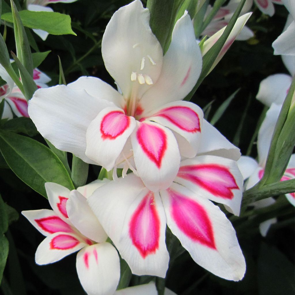 Gladiolus colvillei Prins Claus - Zwerg-Gladiole