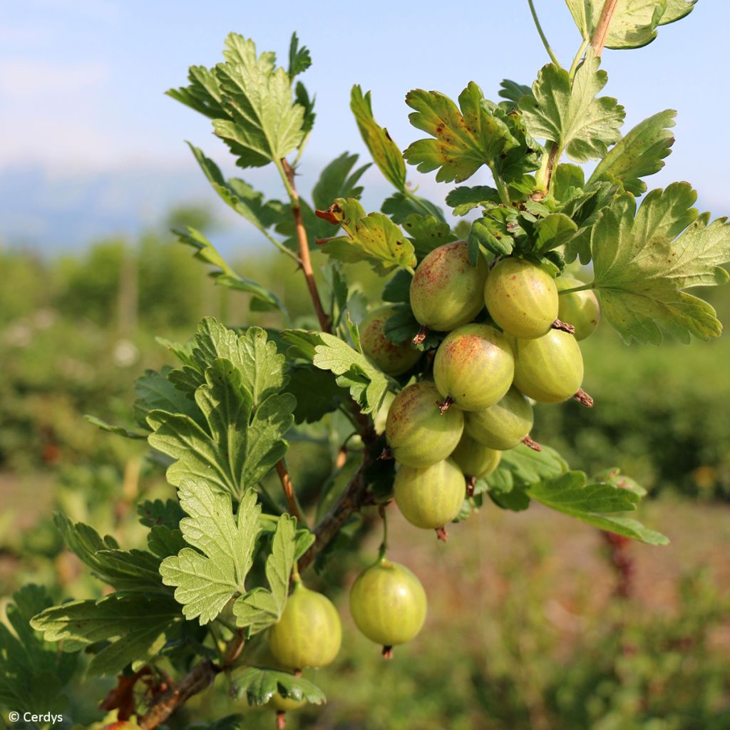 Stachelbeere - Ribes uva-crispa