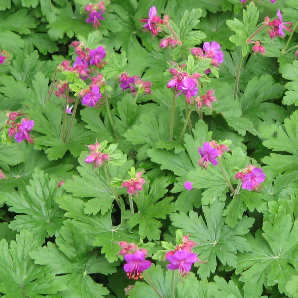 Geranium macrorrhizum Bevan s Variety - Balkan-Storchschnabel