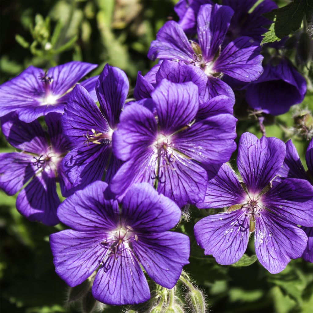 Geranium magnificum Rosemoor - Großer Storchschnabel
