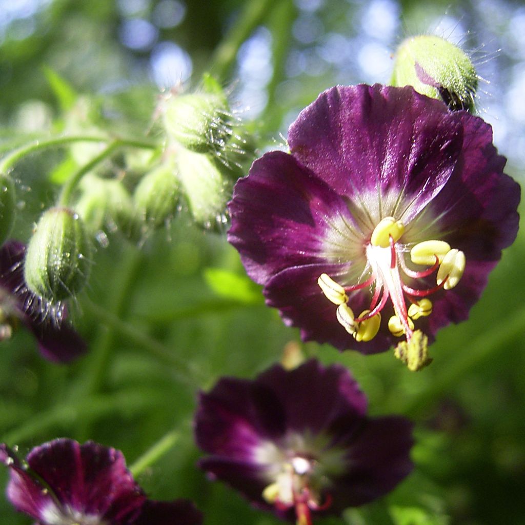 Geranium phaeum Samobor - Brauner Storchschnabel